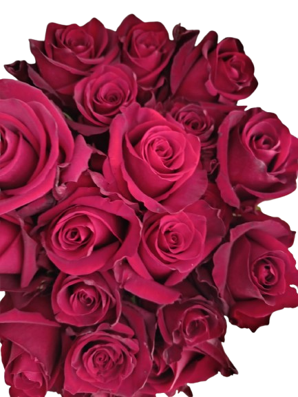 Explorer - Vista frontal