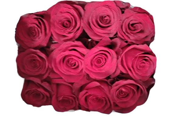 Explorer - Detalle de pétalos