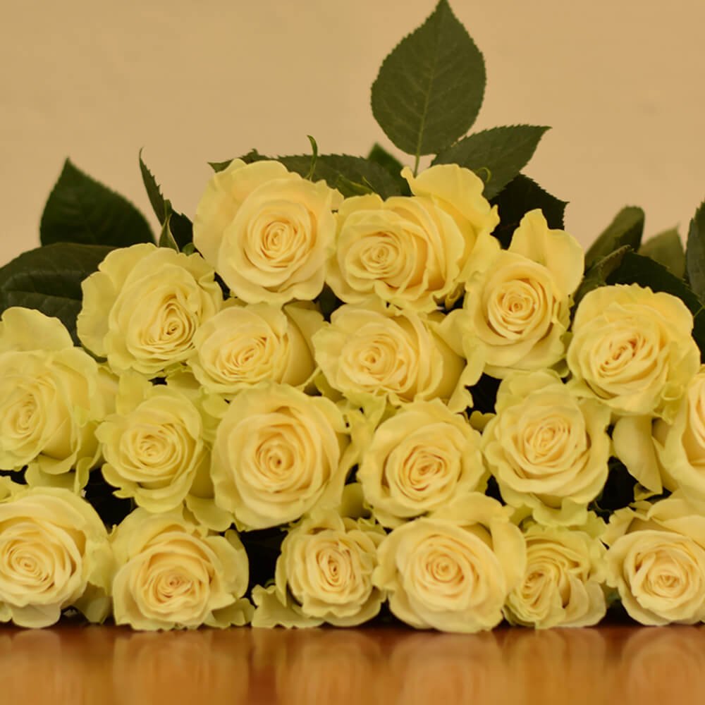 Mondial - Vista frontal