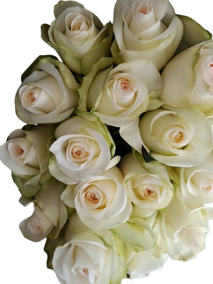 Mondial - Detalle de pétalos