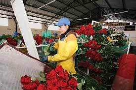 Proceso de postcosecha