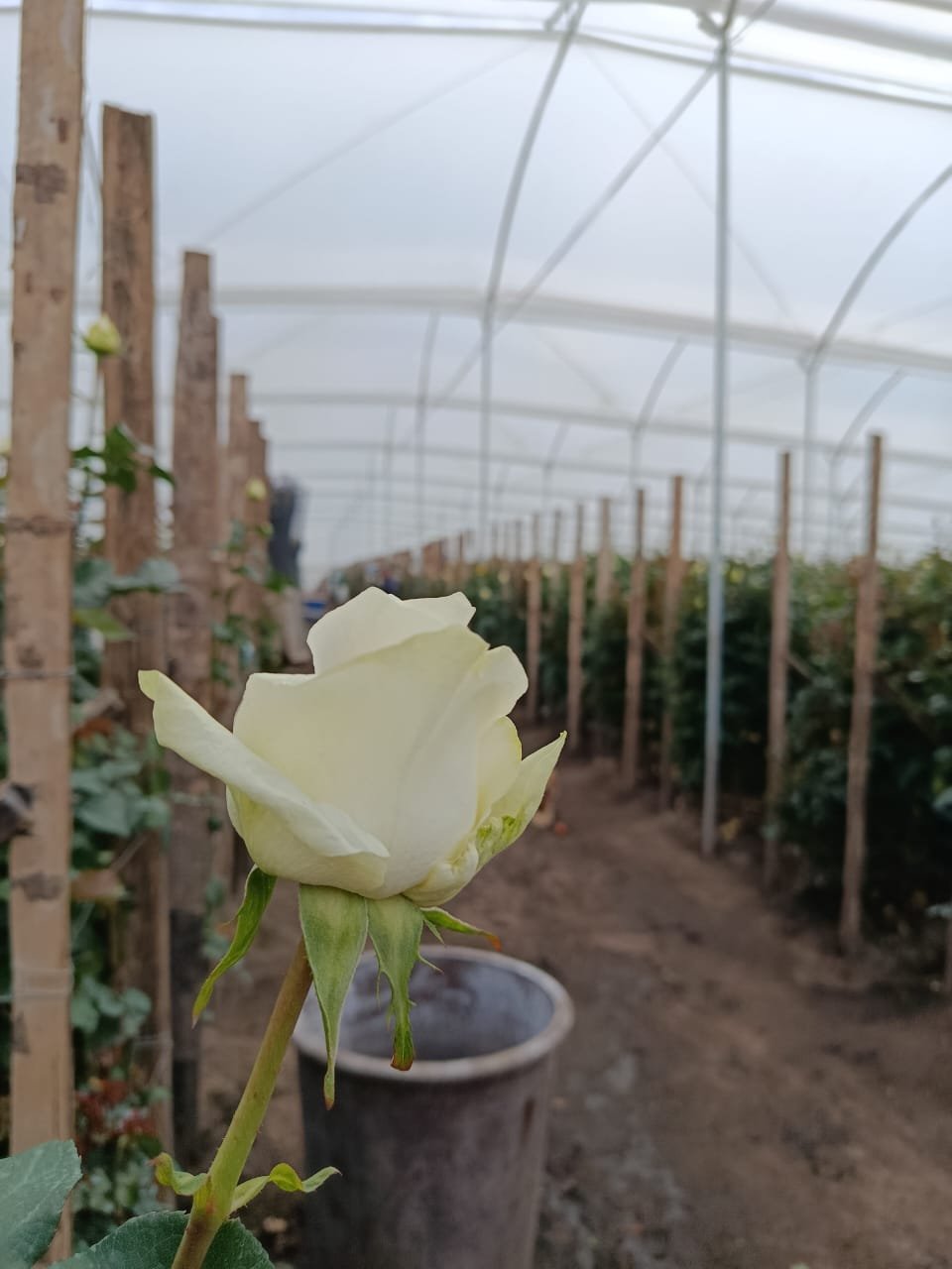 Rosa blanca en invernadero