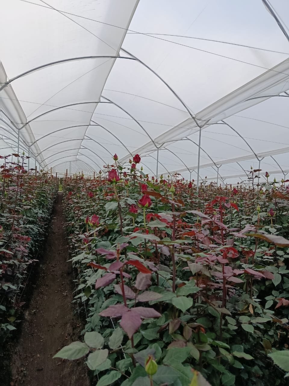 Cultivo de rosas rojas